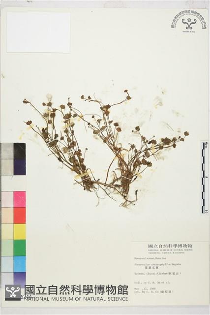 掌葉毛茛藏品圖，第1張