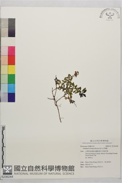高山白珠樹藏品圖，第1張