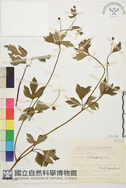 水辣菜、禺毛茛藏品圖，第1張