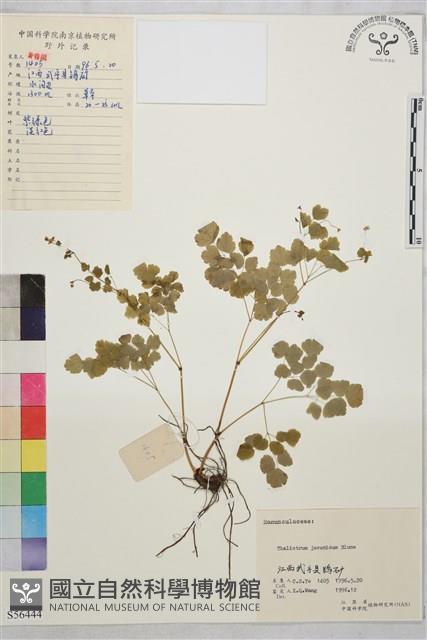 爪哇唐松草藏品圖，第1張