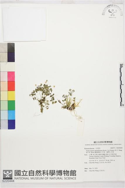 鐵線蕨葉人字果、臺灣人字果藏品圖，第1張