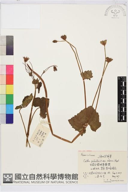 三角葉驢蹄草藏品圖，第1張