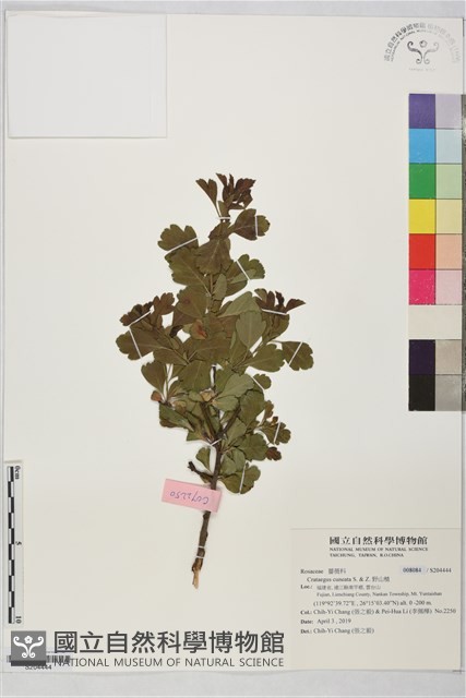 野山楂藏品圖，第1張
