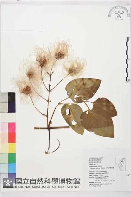 田代氏鐵線蓮藏品圖，第2張