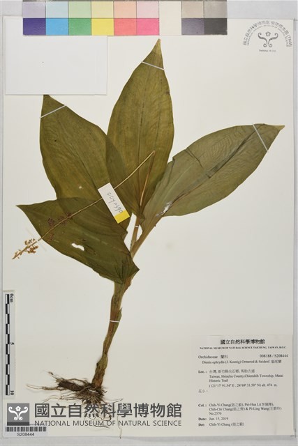 貓尾蘭藏品圖，第1張
