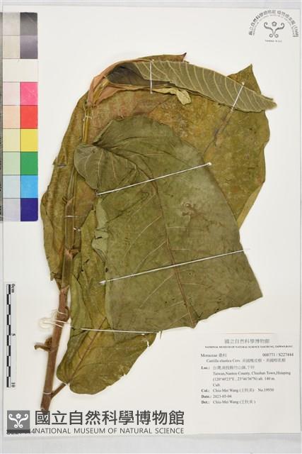 美國橡皮樹、美國榕乳樹藏品圖，第1張