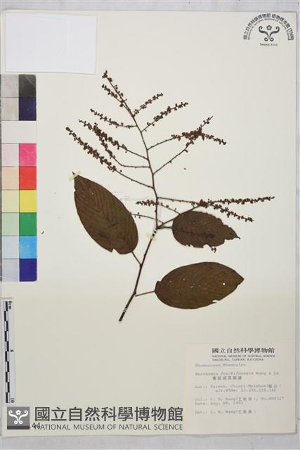 奮起湖黃鱔藤藏品圖，第1張