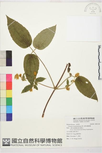 銹毛鐵線蓮藏品圖，第1張