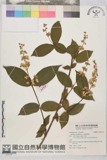 心基葉溲疏藏品圖，第1張