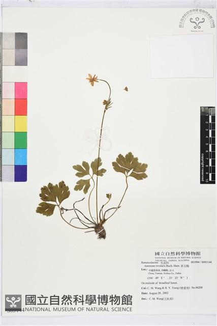 草玉梅藏品圖，第1張