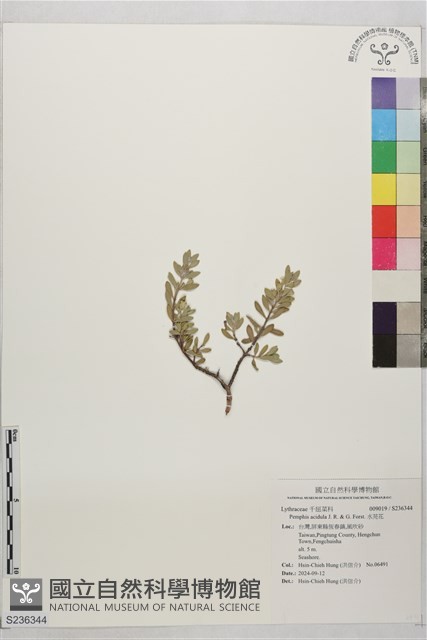 水芫花藏品圖，第1張