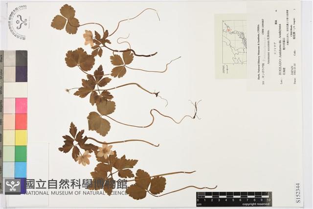 登錄號:S152344藏品圖，第1張