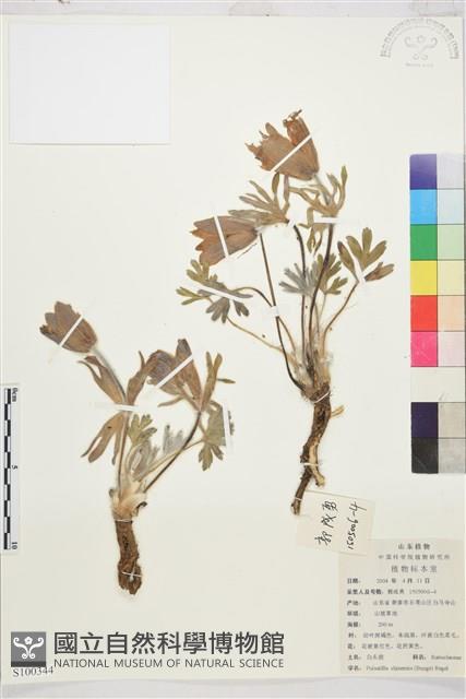 白頭翁藏品圖，第1張