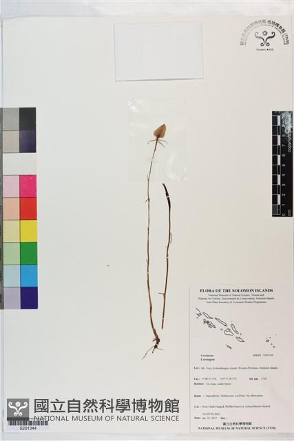 登錄號:S201344藏品圖，第1張