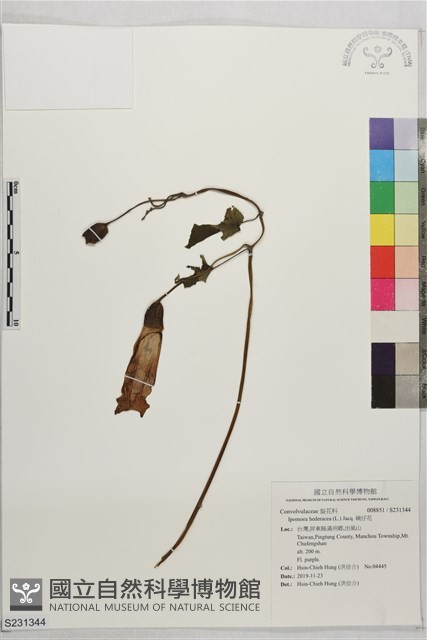 碗仔花藏品圖，第1張