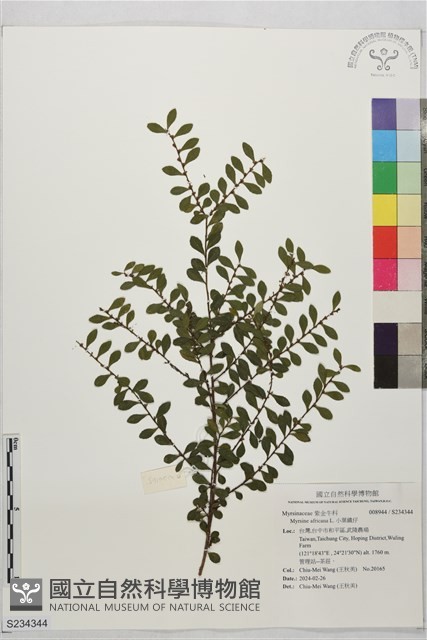 小葉鐵仔藏品圖，第1張
