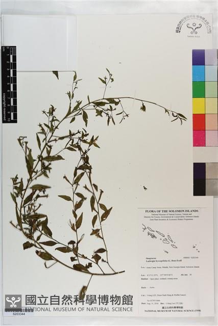 細葉水丁香藏品圖，第1張