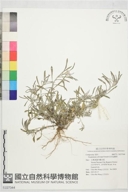 直莖鼠麴草藏品圖，第1張