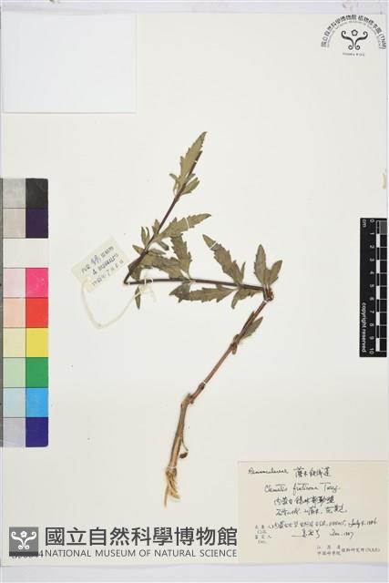 灌木鐵線蓮藏品圖，第1張