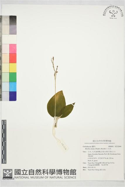 白及藏品圖，第1張