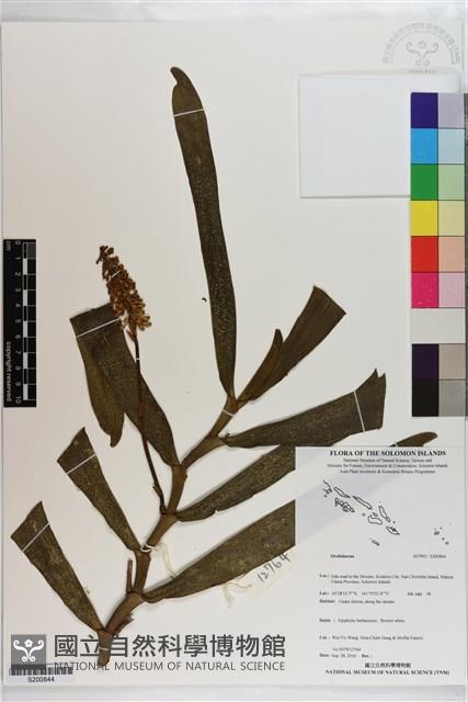 Accession Number:S200844 Collection Image