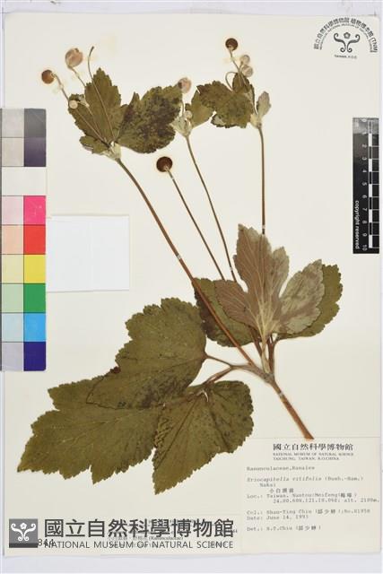 小白頭翁、野棉花藏品圖，第1張