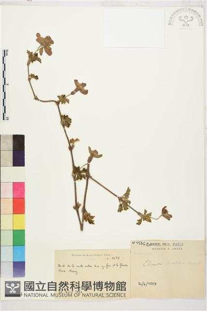 繡球藤藏品圖，第1張