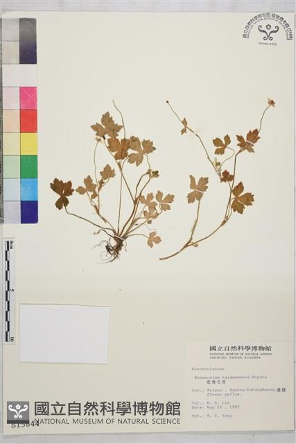 鹿場毛茛藏品圖，第1張