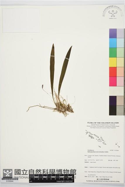 登錄號:S195844藏品圖，第1張