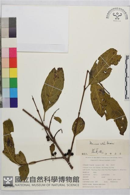 凍綠藏品圖，第1張