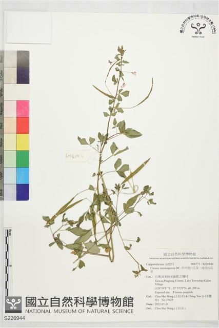 平伏莖白花菜、成功白花菜藏品圖，第1張