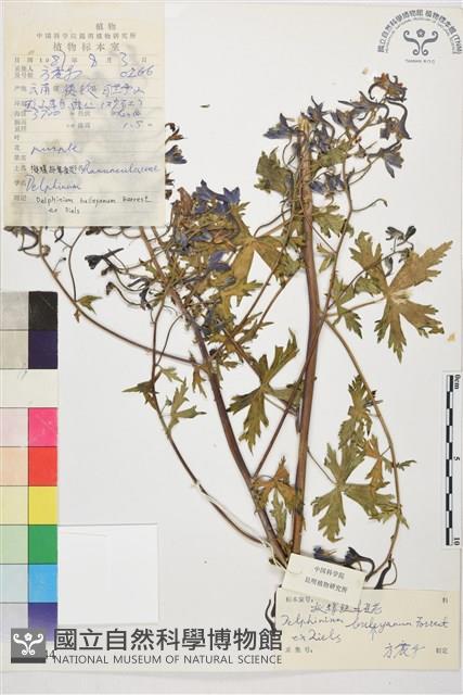 擬螺距翠雀花藏品圖，第1張