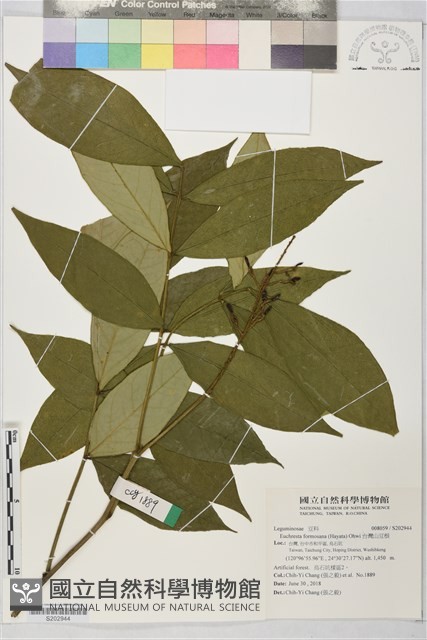 台灣山豆根藏品圖，第1張