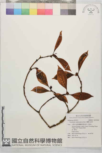 蘭嶼九節木藏品圖，第1張