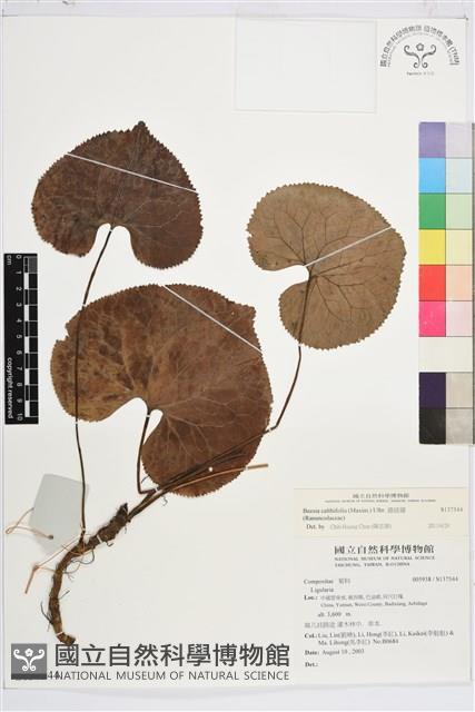 鐵破鑼藏品圖，第2張