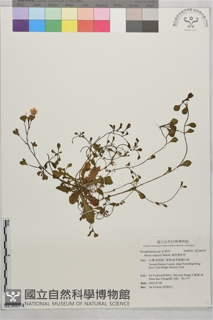 匍莖通泉草藏品圖，第1張