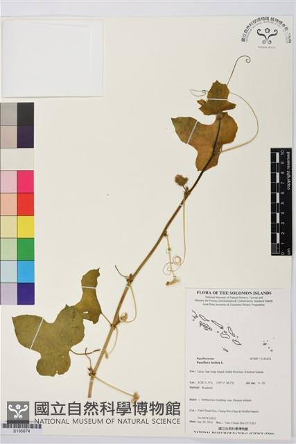 毛西番蓮藏品圖，第1張