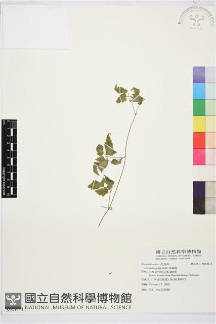 串鼻龍藏品圖，第1張