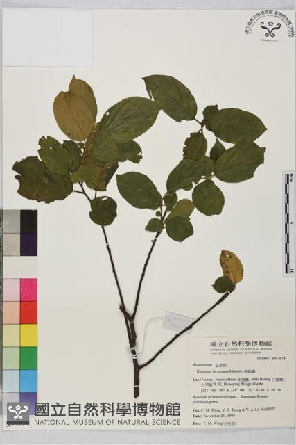 桶鉤藤藏品圖，第1張