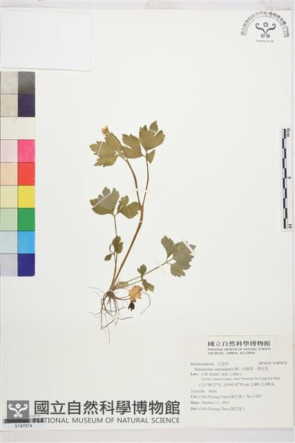 水辣菜、禺毛茛藏品圖，第1張