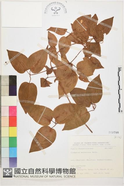 麥氏鐵線蓮藏品圖，第2張