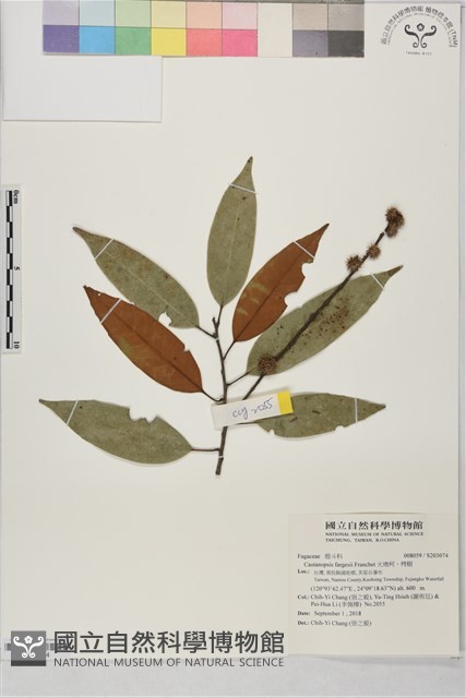火燒柯、栲樹藏品圖，第1張