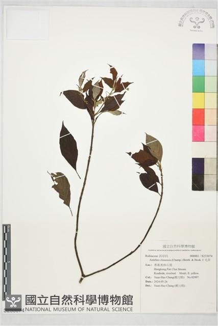 毛茶藏品圖，第1張