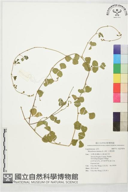 小葉括根藏品圖，第1張