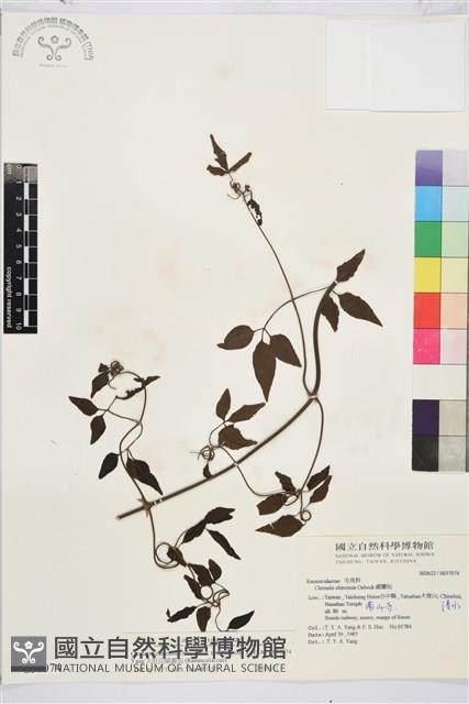 大肚山威靈仙藏品圖，第2張