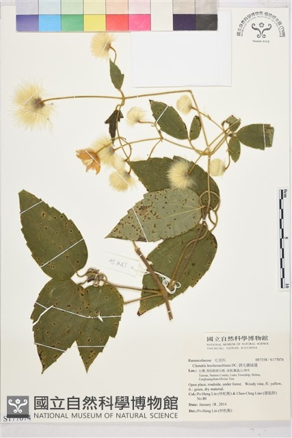 銹毛鐵線蓮藏品圖，第1張