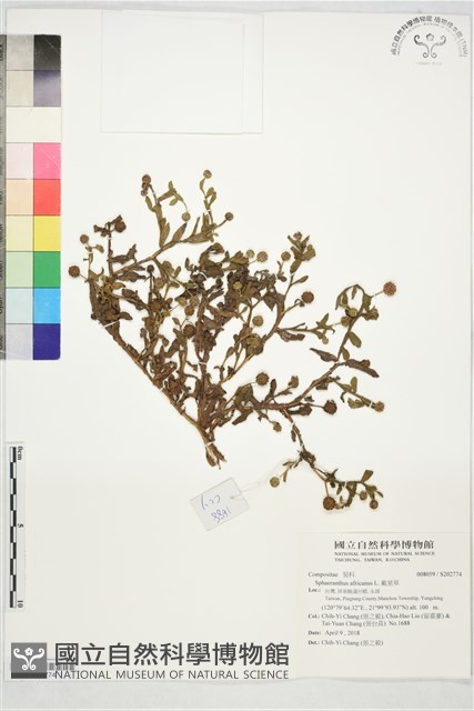 戴星草藏品圖，第1張