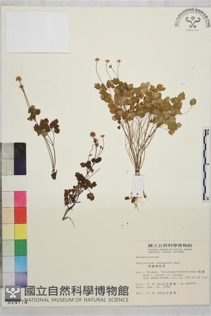 南湖唐松草藏品圖，第1張