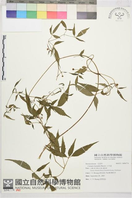 小木通藏品圖，第1張