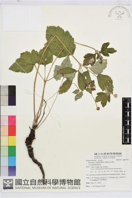 小白頭翁、野棉花藏品圖，第1張